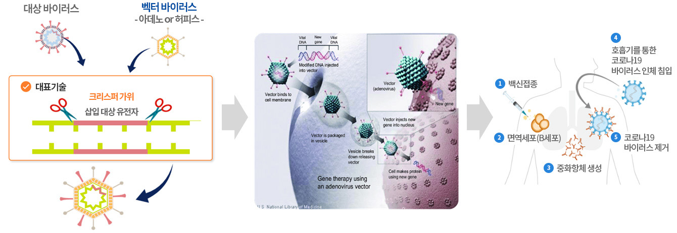 바이러스벡터 백신의 작용 기전 설명 이미지