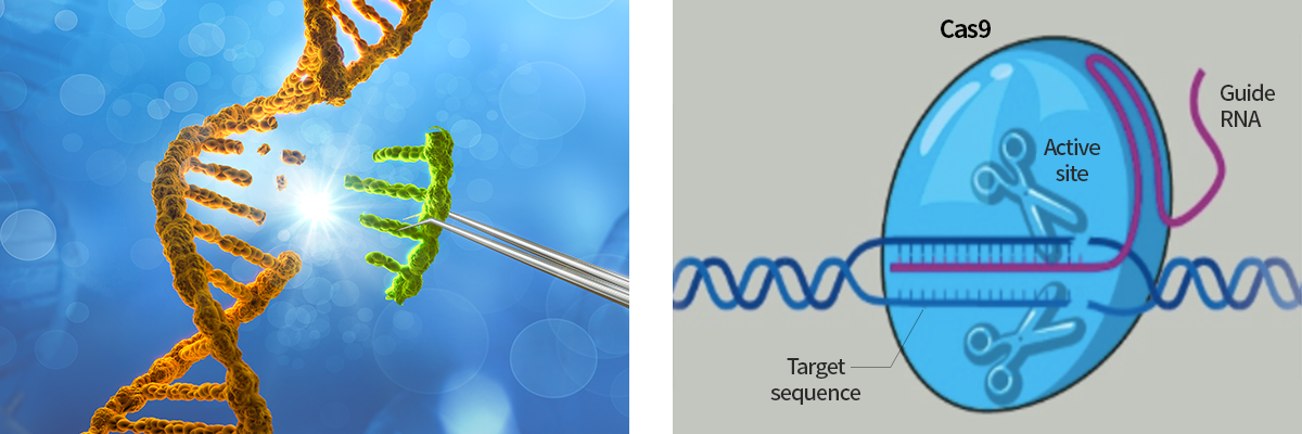 크리스퍼 유전자 가위 도입을 통한 차별성